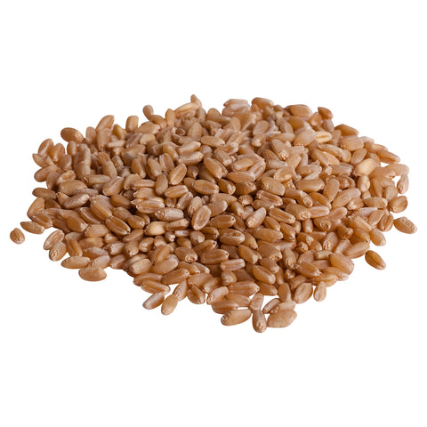Organic Australian Wheat Grass Seeds